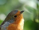 Click image for larger version. 

Name:	Robin (Erithacus rubecula) DSC_0078.jpg 
Views:	263 
Size:	75.3 KB 
ID:	15456