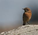 Click image for larger version. 

Name:	female Stonechat.JPG 
Views:	184 
Size:	54.9 KB 
ID:	1546