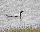 Click image for larger version. 

Name:	Cormorant (Phalacrocorax carbo) DSC_0139.JPG 
Views:	230 
Size:	133.6 KB 
ID:	15461