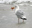 Click image for larger version. 

Name:	Herring Gull with Starfish.JPG 
Views:	178 
Size:	72.0 KB 
ID:	1547