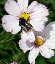 Click image for larger version. 

Name:	Red tailed Bee 2.JPG 
Views:	183 
Size:	57.8 KB 
ID:	15474