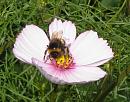 Click image for larger version. 

Name:	White tailed Bee 2.JPG 
Views:	186 
Size:	92.6 KB 
ID:	15477