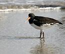 Click image for larger version. 

Name:	oystercatcher.JPG 
Views:	192 
Size:	77.6 KB 
ID:	1548