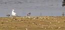 Click image for larger version. 

Name:	ringed_plovers_P8085283.jpg 
Views:	197 
Size:	155.9 KB 
ID:	15485