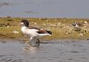 Click image for larger version. 

Name:	shelduck_P8085265.jpg 
Views:	215 
Size:	107.2 KB 
ID:	15488