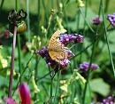 Click image for larger version. 

Name:	Silver-washed Fritillary 3.JPG 
Views:	247 
Size:	269.9 KB 
ID:	15526