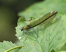 Click image for larger version. 

Name:	banded_demoiselle_P8155668.jpg 
Views:	219 
Size:	85.6 KB 
ID:	15532