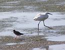 Click image for larger version. 

Name:	Redshank and Little Egret.JPG 
Views:	214 
Size:	335.0 KB 
ID:	15533