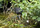 Click image for larger version. 

Name:	SH8536 -1008 20-Coot eggs-Fulica_atra.jpg 
Views:	185 
Size:	401.0 KB 
ID:	15546