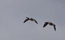 Click image for larger version. 

Name:	SH7503 -1008 08-Canada-Goose.jpg 
Views:	176 
Size:	191.1 KB 
ID:	15552