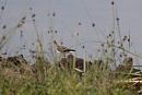 Click image for larger version. 

Name:	Pulborough Brooks 102.JPG 
Views:	244 
Size:	205.7 KB 
ID:	15580
