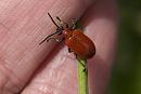 Click image for larger version. 

Name:	SH8136 -1008 15-Lily Beetle-Lilioceris_lilii.jpg 
Views:	188 
Size:	327.2 KB 
ID:	15631