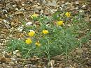 Click image for larger version. 

Name:	Yellow Horned Poppy.JPG 
Views:	680 
Size:	613.8 KB 
ID:	15650