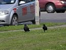 Click image for larger version. 

Name:	SH9611 -1008 28-Carrion Crow-Corvus_corone.jpg 
Views:	255 
Size:	435.8 KB 
ID:	15651