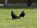 Click image for larger version. 

Name:	SH9636 -1008 28-Carrion Crow-Corvus_corone.jpg 
Views:	531 
Size:	317.5 KB 
ID:	15653