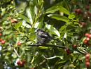 Click image for larger version. 

Name:	SH0671 -1009 01-Long-tailed Tit-Aegithalos_caudatus.jpg 
Views:	164 
Size:	291.7 KB 
ID:	15689