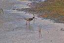Click image for larger version. 

Name:	redshank_P8296763.jpg 
Views:	333 
Size:	232.4 KB 
ID:	15737