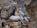 Click image for larger version. 

Name:	gannet_family_P8286206.jpg 
Views:	226 
Size:	298.4 KB 
ID:	15756