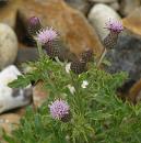 Click image for larger version. 

Name:	Creeping Thistle.JPG 
Views:	259 
Size:	398.5 KB 
ID:	15786