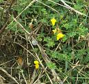 Click image for larger version. 

Name:	Greater Birdsfoot Trefoil.JPG 
Views:	238 
Size:	342.6 KB 
ID:	15788