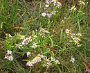 Click image for larger version. 

Name:	Sea Aster.JPG 
Views:	496 
Size:	596.3 KB 
ID:	15790