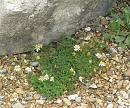 Click image for larger version. 

Name:	Sea Mayweed.JPG 
Views:	272 
Size:	578.0 KB 
ID:	15791