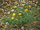 Click image for larger version. 

Name:	Yellow Horned Poppy.JPG 
Views:	427 
Size:	160.3 KB 
ID:	15792
