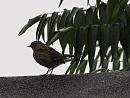 Click image for larger version. 

Name:	SH1090 - 1009 08-Dunnock-Prunella modularis.jpg 
Views:	177 
Size:	282.4 KB 
ID:	15849