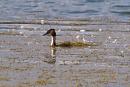 Click image for larger version. 

Name:	camouflaged_grebe_P9127549.jpg 
Views:	216 
Size:	183.9 KB 
ID:	15892