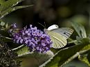 Click image for larger version. 

Name:	SH1952 -1009 12-Small White -Pieris_rapae .jpg 
Views:	178 
Size:	343.0 KB 
ID:	15898