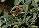 Click image for larger version. 

Name:	SH1939 -1009 12- battered Comma Butterfly-Polygonia c-album.jpg 
Views:	171 
Size:	337.2 KB 
ID:	15899