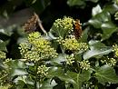 Click image for larger version. 

Name:	SH2087 -1009 12-comma Butterflies.jpg 
Views:	172 
Size:	327.5 KB 
ID:	15900