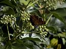 Click image for larger version. 

Name:	SH2130 -1009 12-Comma Butterfly.jpg 
Views:	177 
Size:	290.8 KB 
ID:	15901