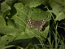 Click image for larger version. 

Name:	SH1490 -1009 12-Speckled wood butterfly-Pararge aegeria .jpg 
Views:	177 
Size:	383.2 KB 
ID:	15902