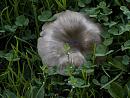 Click image for larger version. 

Name:	SH1660 -1009 12-mushroom fungus.jpg 
Views:	307 
Size:	375.4 KB 
ID:	15903