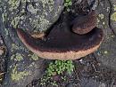 Click image for larger version. 

Name:	SH2146 -1009 12-Bracket Fungus - 12 inch across.jpg 
Views:	273 
Size:	327.1 KB 
ID:	15912