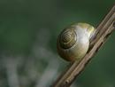 Click image for larger version. 

Name:	SH1731 -1009 12-yellow snail.jpg 
Views:	199 
Size:	288.2 KB 
ID:	15917
