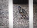 Click image for larger version. 

Name:	SH2903 -1009 25-Starling.jpg 
Views:	220 
Size:	330.7 KB 
ID:	15979