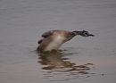 Click image for larger version. 

Name:	great_crested_grebe_juvenile_P9267758.jpg 
Views:	203 
Size:	138.5 KB 
ID:	15989