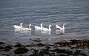 Click image for larger version. 

Name:	11. Sea Geese.JPG 
Views:	234 
Size:	452.4 KB 
ID:	16009