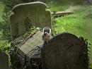 Click image for larger version. 

Name:	SH3432 -1010 02-Squirrel on grave.jpg 
Views:	252 
Size:	327.7 KB 
ID:	16042