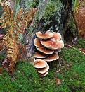 Click image for larger version. 

Name:	Pink fungus.JPG 
Views:	477 
Size:	556.4 KB 
ID:	16065