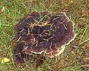 Click image for larger version. 

Name:	Sparkling fungus.JPG 
Views:	305 
Size:	500.7 KB 
ID:	16066
