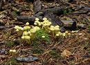 Click image for larger version. 

Name:	Yellow fungus.JPG 
Views:	399 
Size:	568.2 KB 
ID:	16067