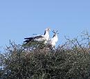 Click image for larger version. 

Name:	Secretary Birds 3.JPG 
Views:	285 
Size:	233.2 KB 
ID:	16070