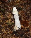 Click image for larger version. 

Name:	Stinkhorn.JPG 
Views:	348 
Size:	533.5 KB 
ID:	16072