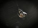 Click image for larger version. 

Name:	SH3717 -1010 07-Spider with catch.jpg 
Views:	136 
Size:	291.2 KB 
ID:	16085