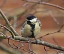 Click image for larger version. 

Name:	Great_tit_growth_PA228161.jpg 
Views:	282 
Size:	173.5 KB 
ID:	16170