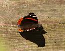 Click image for larger version. 

Name:	red_admiral_PA258266.jpg 
Views:	185 
Size:	154.3 KB 
ID:	16178