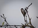 Click image for larger version. 

Name:	SH4665 -1010 27-Long Tailed Tit-Aegithalos_caudatus.jpg 
Views:	239 
Size:	281.4 KB 
ID:	16217